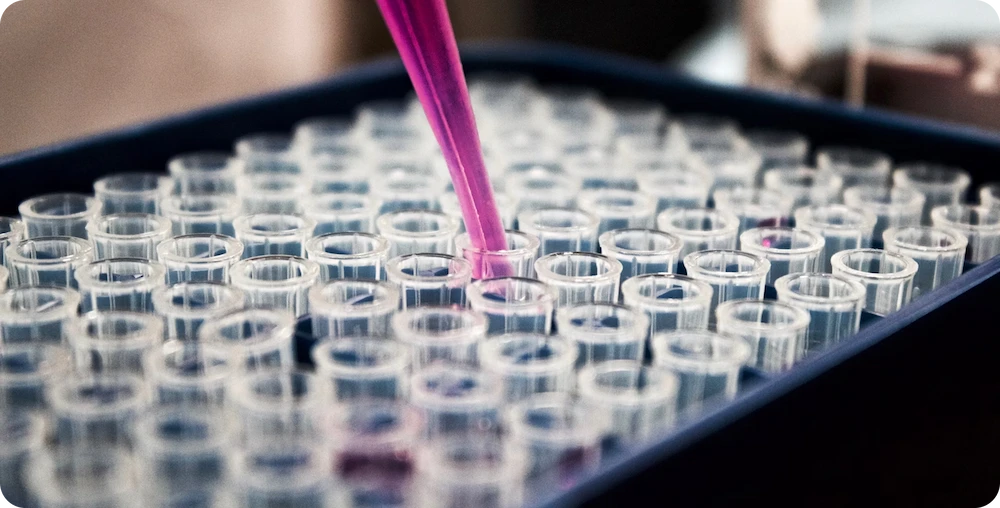Laboratory pipette dispensing pink liquid into test tubes